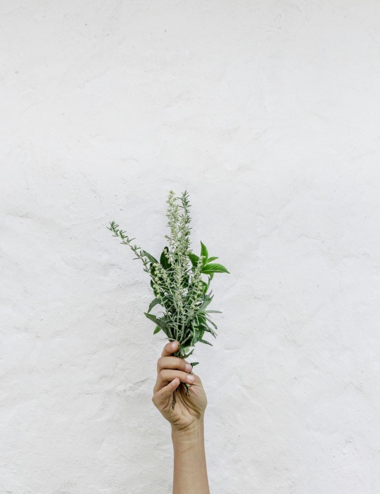 une main tenant des plantes chamaniques