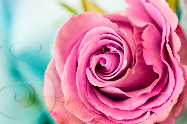 Senteur florale