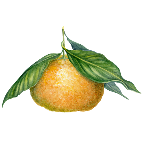 Bergamote représentée en tableau