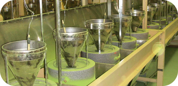 Fabrication du Matcha au Japon