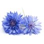 Bleuet Eau florale Bio yeux irrités, cernes, allergies, bienfaits Naturado 