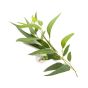 Eucalyptus eau florale Codina purification peaux grasses à problèmes