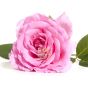 Rose de Damas hydrolat bio Naturado Eau florale adoucissante astringente vertus