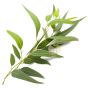 Eucalyptus vertus bienfaits utilisation savon noir Emma Noël