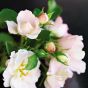 organic white tea and fragant rose petals numi tea