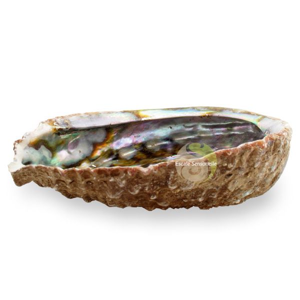 Abalone coquille ormeau fumigation sauge encens amérindien
