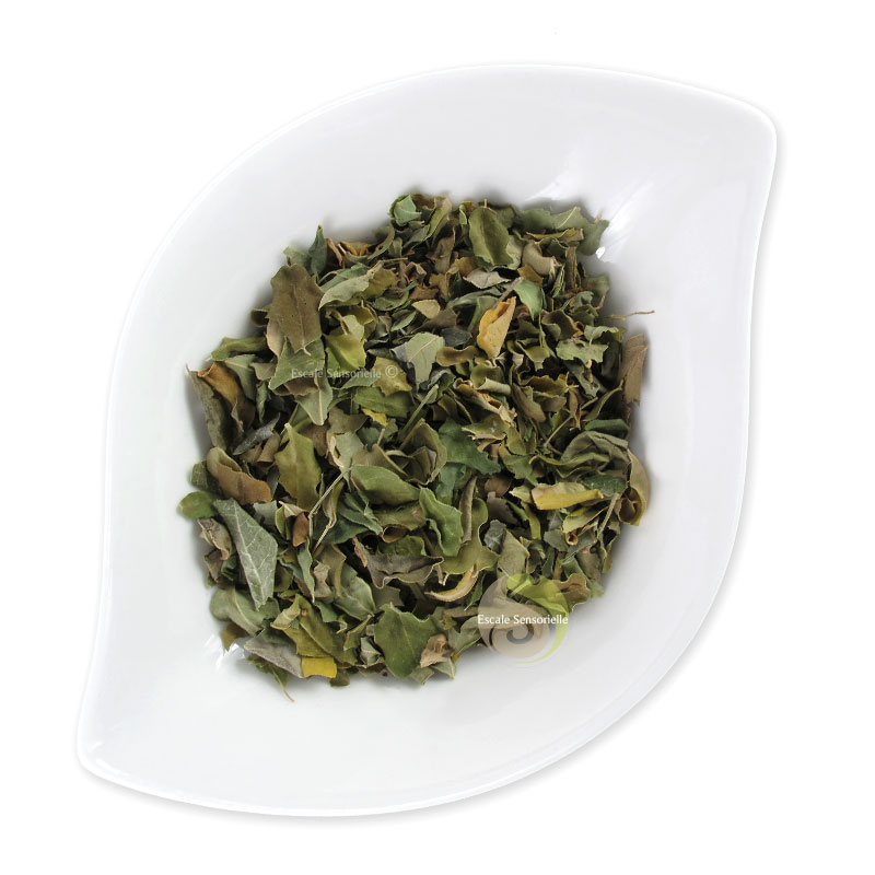 Moringa acheter en France bienfaits et vertus