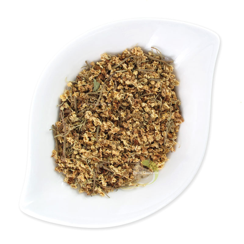 Fleurs de sureau allergie anti inflammatoire anti-histaminiques