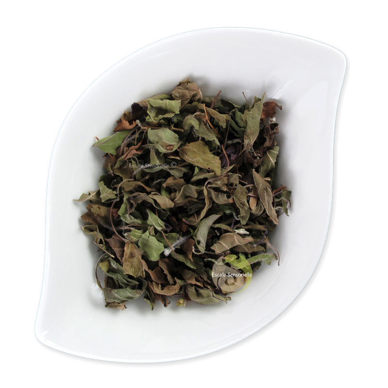 Basilic sacré Tulsi organic infusion ayurvédique médecine tibétaine