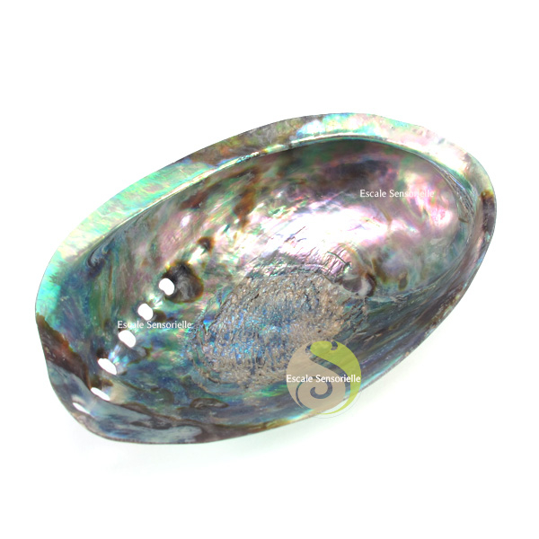 Abalone polie, coquille d'ormeau pour rituel de fumigation