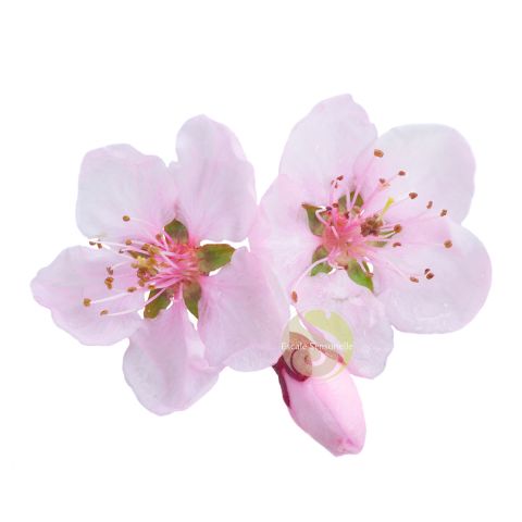 Baume à lèvres cherry blossom