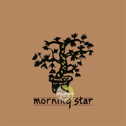 Encens japonais Morning star frankincense