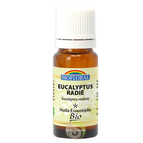 Eucalyptus radié huile essentielle Bio