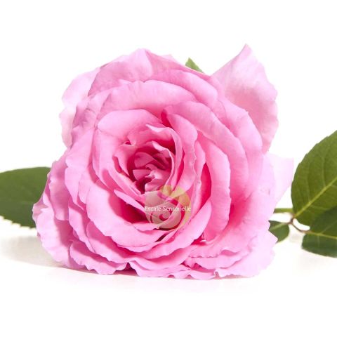 Eau florale rose de Damas Bio