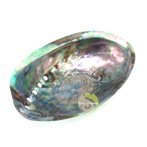 Abalone polie, coquille d'ormeau pour rituel de fumigation 