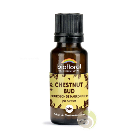 Bourgeon de marronnier, chesnut bud N°7 sans alcool bio pour retrouver confiance en la vie