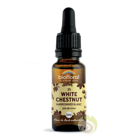 Marronnier blanc white chestnut fleur de Bach N°35 clarté mentale et tranquillité d'esprit, concentration