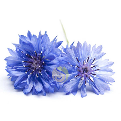 Eau florale de bleuet Bio