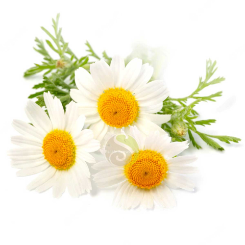 Eau florale de camomille Bio
