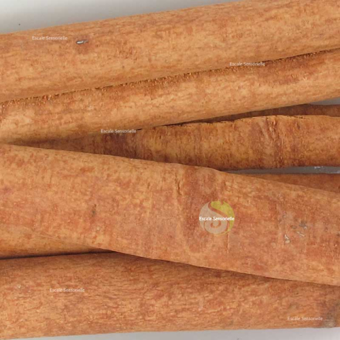 Cannelle