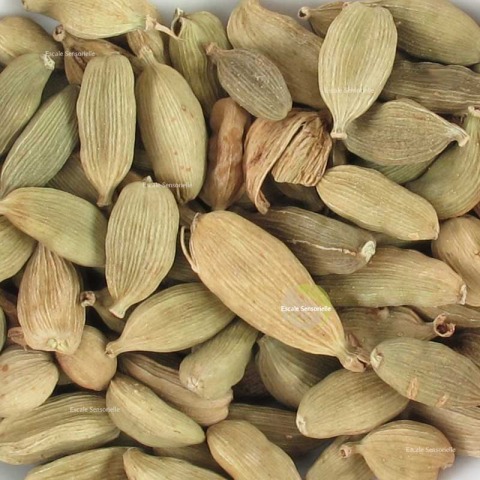 Cardamome verte