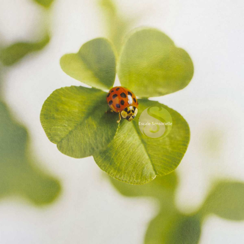 Carte postale bonne fortune