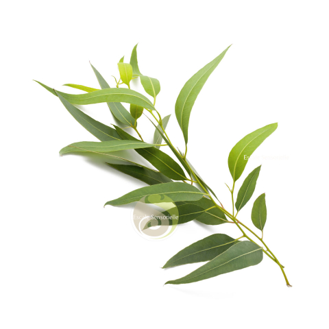 Hydrolat d'eucalyptus Bio