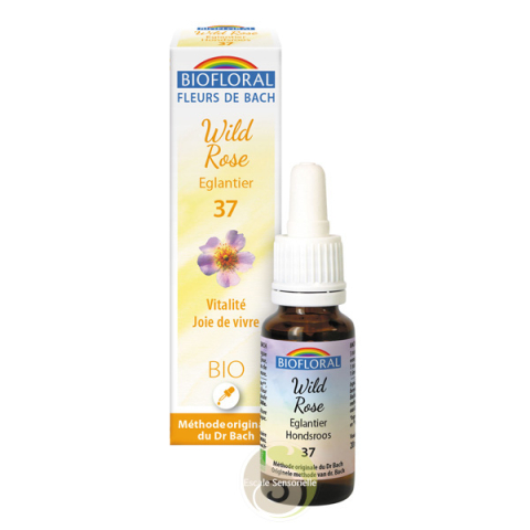 wild rose fleur de Bach Bio églantier rose musquée