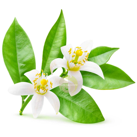 Eau florale de fleur d'oranger Bio