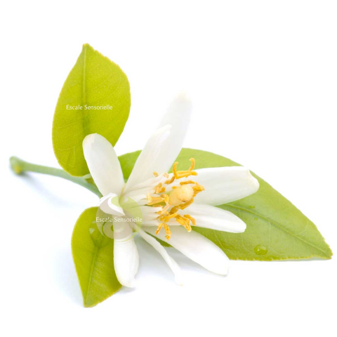 Eau florale de fleurs d'oranger Bio