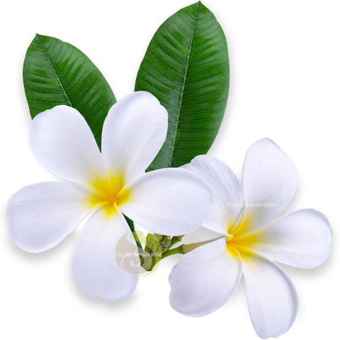 Pur monoï frangipanier de Tahiti AO