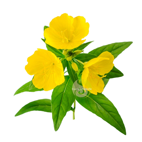Huile de beauté  Bio - Onagre