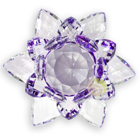 Lotus cristal violet