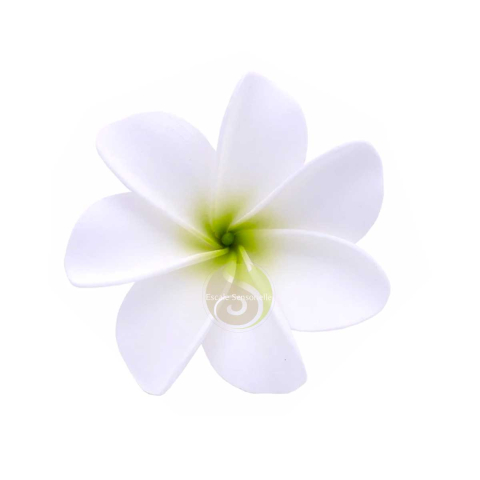 Monoï de Tahiti pur AO