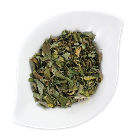 Moringa acheter en France bienfaits et vertus