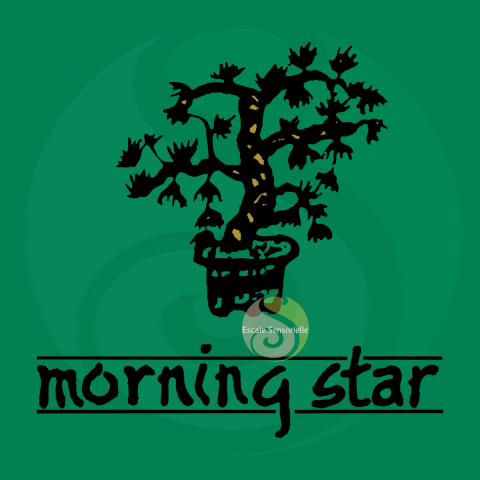 Encens cèdre Morning Star 