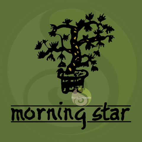 Encens thé vert Morning Star