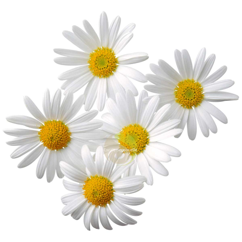 Huile de beauté Bio - Pâquerette