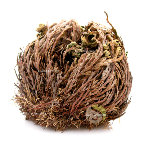 Rose de Jéricho plante de résurrection Selaginella lepidophylla