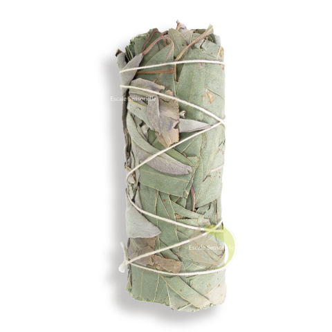 Bâton de sauge et d'eucalyptus pour purifier et nettoyer un lieu
