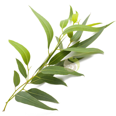 Savon noir bio à l'eucalyptus