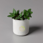 Bougie luxe Nordic Cedar Aery Living 100% recyclable