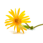 arnica Huile bio végétale anti-bleus, coups, douleurs musculaires