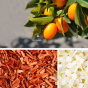 Bain moussant kumquat, bois de santal et jasmin "Envie de silence" Dresdner Essenz