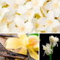 Bain floral d'ylang-ylang, de palmarosa et d'amyris ainsi que d'extrait de vanille et du parfum breveté DreamScentz™