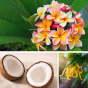 Poudre de bain frangipanier, coco et ylang-ylang Dresdner Essenz