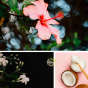 Bain parfumé Tropical Breeze lait de coco, hibiscus, jasmin Dresdner essenz