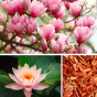 Sel de bain magnolia, lotus et bois de santal Dresdner Essenz