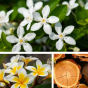 Parfum de la brume de corps et cheveux jasmin, frangipanier et bois de santal