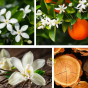 Parfum de la brume de corps et cheveux jasmin, fleurs d'oranger vanille et bois de santal